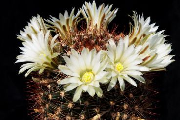 Mammillaria wrightii var. wolfii GL019